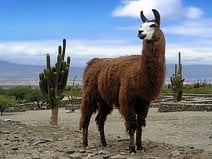 photo d’un lama qui est un animal important dans les Andes