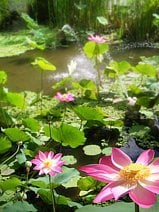 photo de fleurs de lotus dans un jardin balinais à Ubud