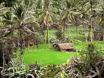 photo d’une maisonnette dans une rizière entourée de cocotiers