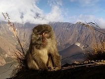 photo d’un singe devant le cône volcanique Barujari de la caldeira du Rinjani