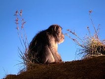 photo d’un singe qui contemple le coucher du soleil
