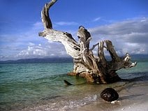 photo d’une noix de coco et une souche de palétuvier sur une plage