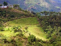 photo de plantations de café favorisées par le climat de la Colombie