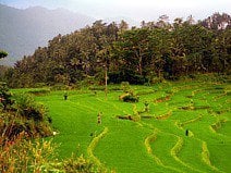 photo de rizières en terrasses sur les flancs fertiles du volcan Agung