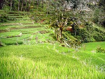 photo des rizières en terrasses dans les alentours d’Ubud