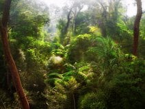photo de la jungle primaire de Bornéo avec sa grande biodiversité