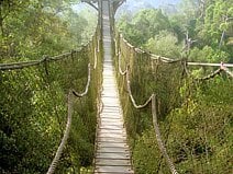 photo d’un pont de singe sur la canopée de la jungle de Bukit Bankirai