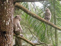 photo de macaques crabiers qui se reposent sur un arbre