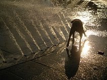 photo d’un chien qui joue avec une fontaine d’eau