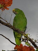 photo d’un perroquet amazone à front jaune et au plumage vert