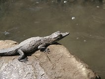 photo d’un jeune crocodile sur une rive du canyon de Sumidero