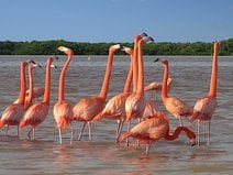 photo de flamants roses dans une réserve naturelle