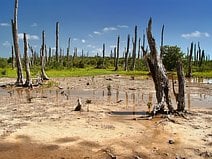 photo de la forêt pétrifiée de Tampeten qui fut pétrifiée par l’eau de mer