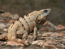 photo d’un iguane sur la pierre chaude d’une pyramide d’Edzná