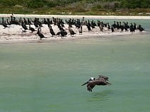 photo d’un pélican et d’une colonie de cormorans sur un banc de sable