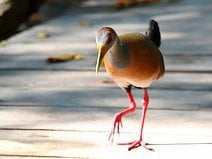 photo d’un râle de Cayenne dans la mangrove de Celestún