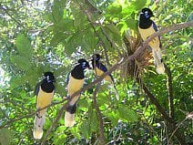 photo d’oiseaux au plumage jaune et violet dans le parc d’Iguazú