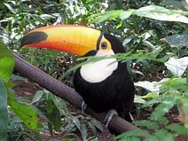 photo d’un toucan toco qui est le plus grand des toucans