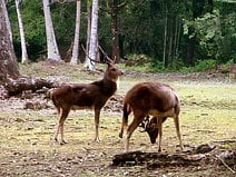 photo de cerfs dans la réserve naturelle du parc national d’Ujung Kulon