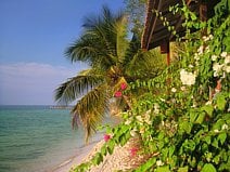 photo de fleurs blanches et des fleurs roses en bord de mer