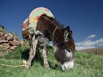 photo d’un âne qui broute de l’herbe dans la vallée des Aït Bouguemez