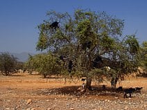 photo d’un arganier dont le fruit produit l’huile d’argan