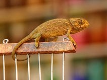 photo d’un caméléon commun dans des souks de Marrakech