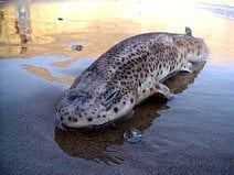 photo d’un requin échoué sur la plage du village d’Imsouane