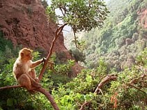 photo d’un singe magot dans la vallée d’Ouzoud