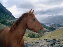 photo d’un cheval en liberté dans le parc national Los Glaciares