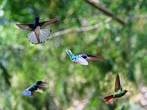 photo de colibris qui est un oiseau agile qui se nourrit de nectar