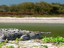 photo d’un crocodile américain d’environ six mètres de long