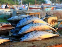 photo de poissons frais à vendre le soir sur la plage de Taganga