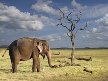 photo d’un l’éléphant d’Asie qui est un animal sacré au Sri Lanka