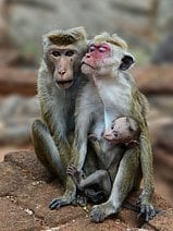 photo d’une famille de macaques à toque dans les ruines d’un temple