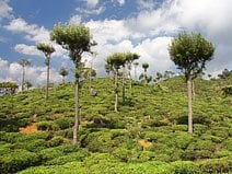 photo d’une colline recouverte de plantations de thé à Haputale