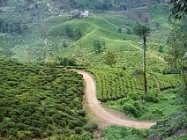 photo de champs de thé dans les environs de Nuwara Eliya