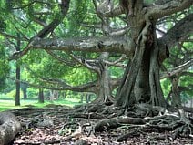 photo du jardin botanique de Peradeniya avec ses gigantesques figuiers