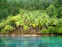 photo de cocotiers verdoyants juste après une ondée tropicale