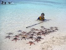 photo d’étoiles de mer gardées par un enfant à Bunaken