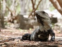 photo d’un iguane aux aguets sur le site de la cité maya de Chichén Itzá