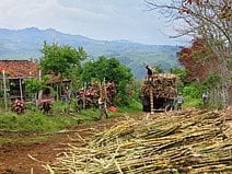 photo de canne à sucre qui sera transformée en panela