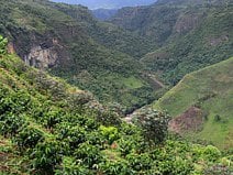 photo de la Chaquira avec un point de vue sur des plantations de café