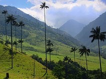photo d’un palmier à cire qui peut dépasser les 50 mètres de hauteur