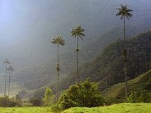 photo de la vallée de Cocora au sein du parc national de Los Nevados